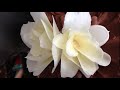 how to make a CHOCOLATE FLOWER rose by Ann Reardon How To Cook That Chocolate