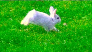 Baby Bunny Rabbit Running Outside in My Backyard - One of the Cutest Animals in the World - 2013