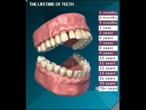 Do Dogs Lose Teeth As They Get Older Do Dogs Lose Teeth As They Get Older