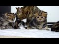 Mom Cat talking to her Kittens. 20 min BONUS video