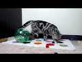 Mom Cat talking to her Kittens. 20 min BONUS video
