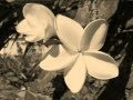 SÉGA LONTAN 974 - Ti Fleur Fanée (Original)