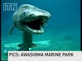 Prehistoric shark captured on film