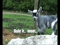 Baby Goat: Dale Jr. (Part 2)