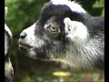 Baby Goat: Dale Jr. (Part 2)