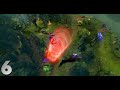 Dota 2 Top 10 Weekly - Ep. 61