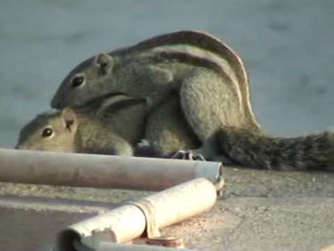 squirrels mating