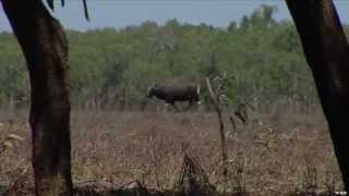 Intense Hunt in Australia