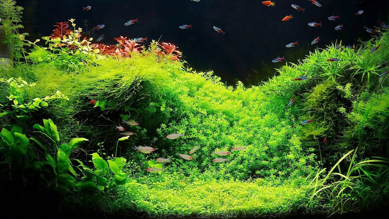 dream aquarium fish tanks