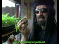 Jorge Cervantes Ultimate Grow DVD 1 Part 6 - Learn How To Grow Marijuana