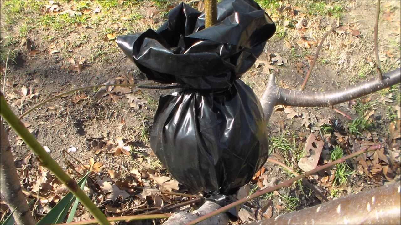 Make Air Propagation ball, and how to Air Layer YouTube