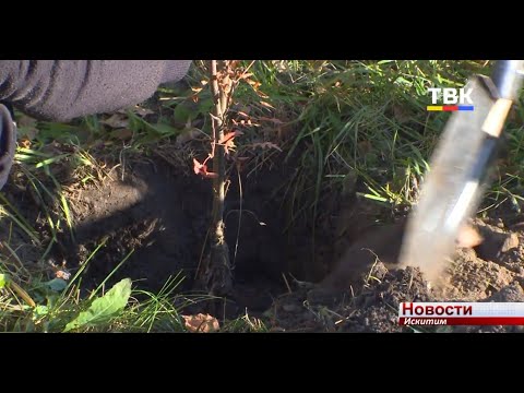 На Аллее Славы в микрорайоне Ложок посадили молодые ели На Аллее Славы в микрорайоне Ложок посадили молодые ели