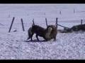 Les poneys s'amusent dans la neige