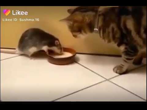 Fun cat | funny animals