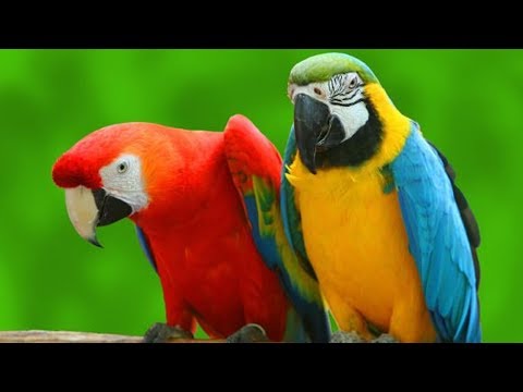 funny birds have a sword fight with their beaks ROFL