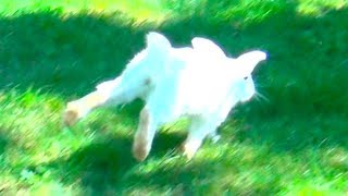 White Bunny Walking, Running Outside - Cute Pet, Funny Animal