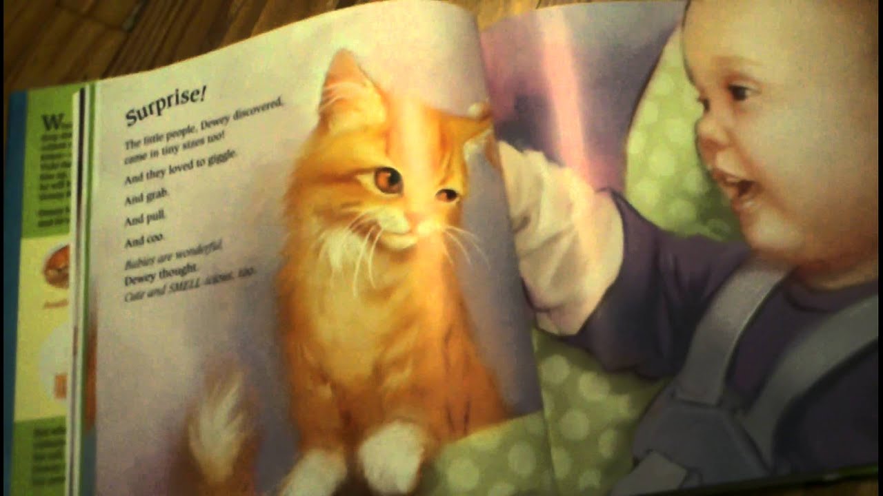 dewey book cat
