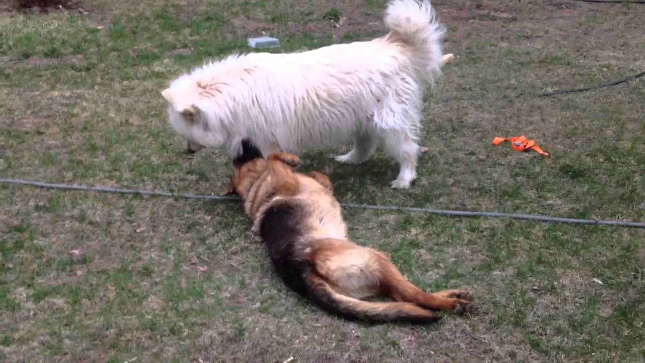 kangal-vs-rottweiler-real-fight-video