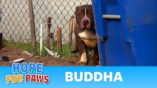 Rescuing a Pit Bull who just wanted to be loved.  A MUST SEE!