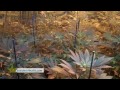 Medical Marijuana: Grow Rooms