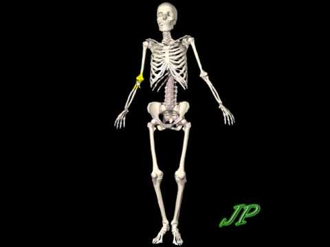 Sistema esqueletico humano pdf