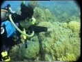 Scuba Diving Great Barrier Reef Australia
