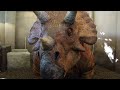Triceratops Discovery Trail returns to IOA (VIDEO #2)
