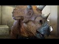 Triceratops Discovery Trail returns to IOA (VIDEO #2)