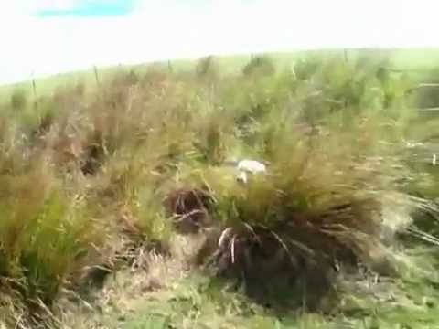 Maremma in the grass guarding sheep from wild dogs and dingoes