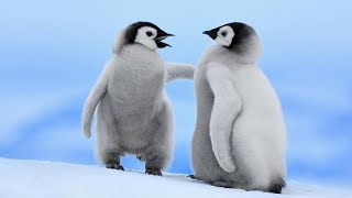 10 Cosas que Desconocías de los PINGÜINOS