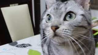 もうこれ以上我慢できない猫～泣いてもダメなら暴れてやる -Cat can't stand any more ,Let's play with me?