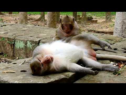Grooming Grooming! Shout loudly, Surprised Sweet Pea to groom Marcus/, Funny Monkey.