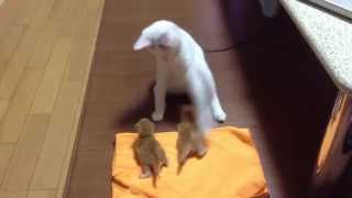 赤ちゃん猫で踊る猫1