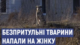 На жительку Рубіжного напала зграя собак