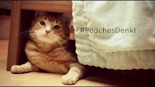 Unterm Bett #PeachesDenkt (jeden Sonntag)