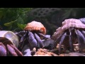 Hermit Crabs Doing Stuff