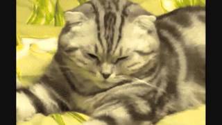 Cat compilation with sound effects!