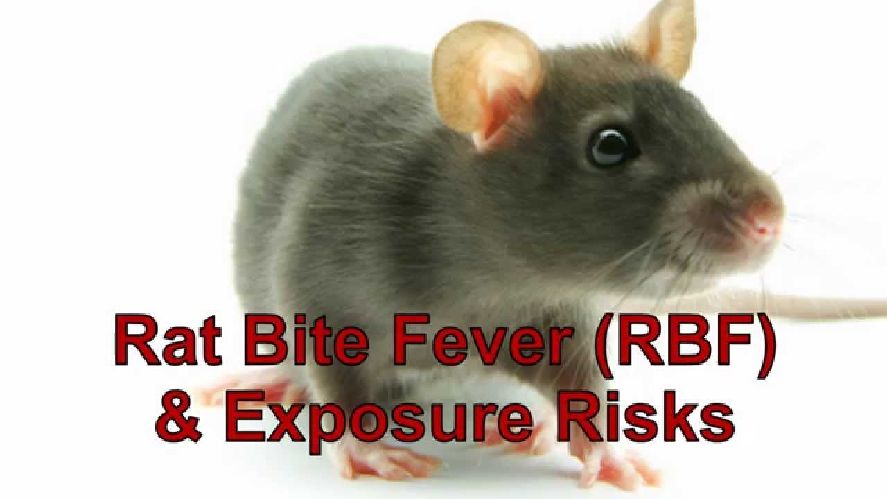 Rat Bite Fever (RBF) & Exposure Risks YouTube