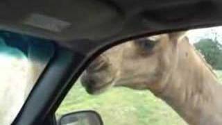 KILLER CAMEL ATTACK