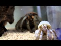 Okinawan hermit crabs VIII - Rivals about to square off