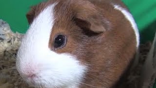 Very cute guinea pigs