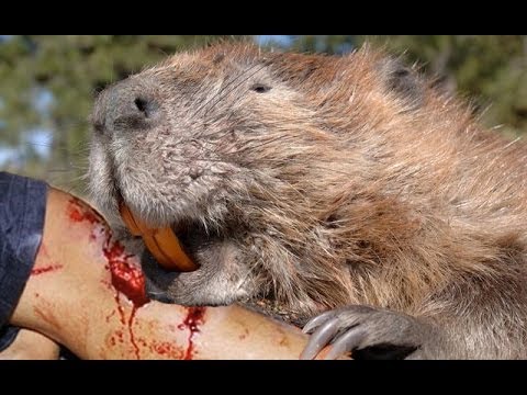 Man Killed by Beaver - YouTube