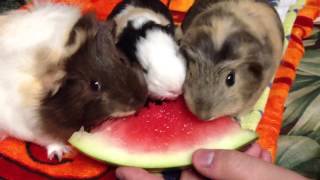 Guinea Pigs Eating Watermelon