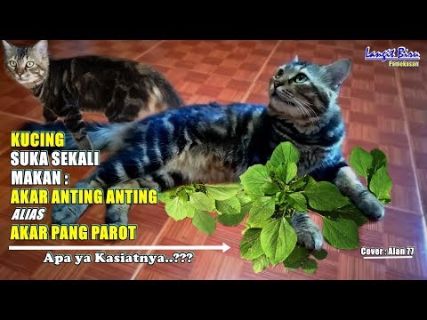 KUCING SUKA MAKAN AKAR ANTING ANTING - AKAR PANGPAROT