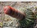 Plants That Go Bad - Hilarious Video Of Nature - Youtube