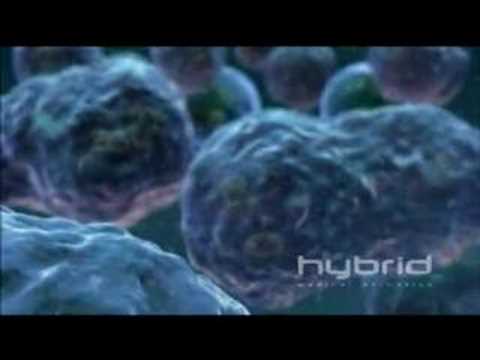 The Stages of Mitosis 0 Colostrum Supports Cellular Nutrition