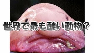 【ブロブフィッシュ】　世界で最も醜い動物？　Blob Fish