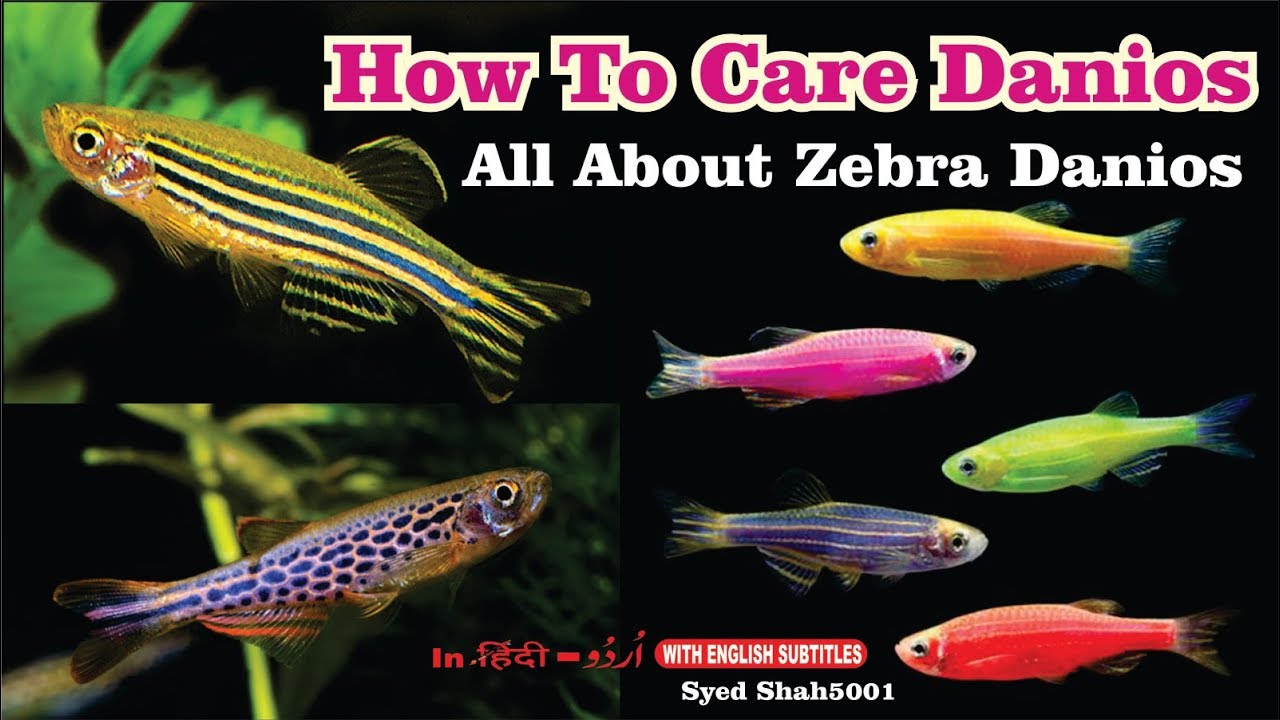 How To Take Care Of Zebrafish,How To Make A Rag Quilt