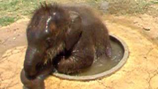 Cute Baby Elephant Taking a Bath Cute Baby Elephant Taking a Bath