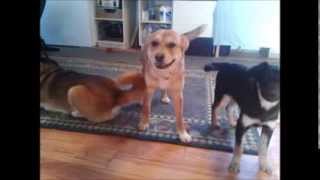 Best dog smile ever! Our Spokesdog Jade grinning from ear to ear